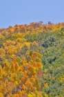 USA, Utah. Wasatch Mountains Aspen in fall color along Highway 39 Art Print